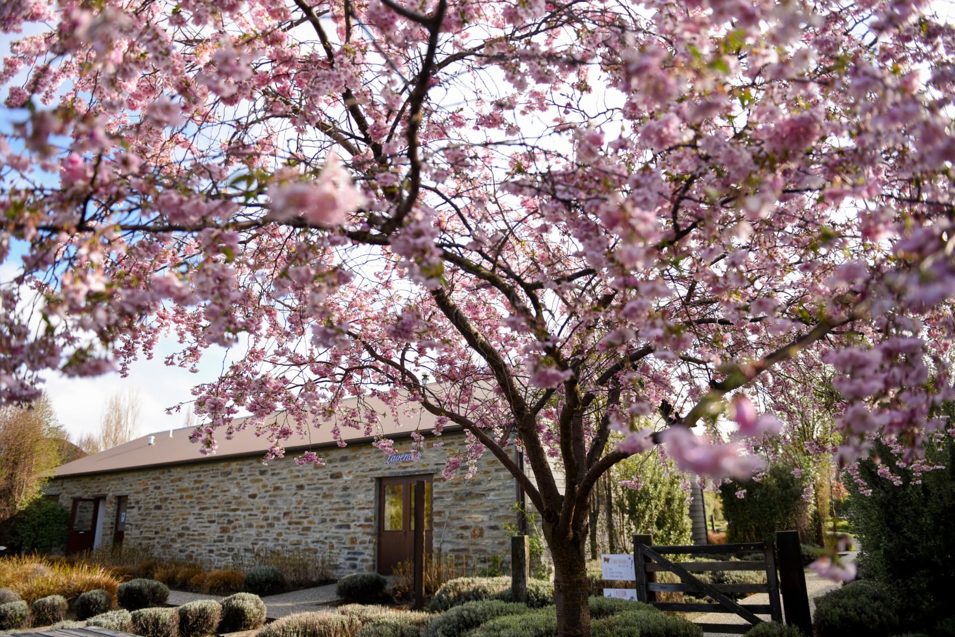 Wanaka Lavender Farm Ticket - image 9